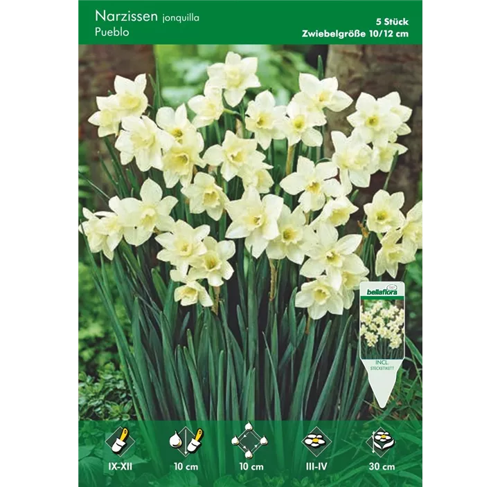 Narcissus jonquilla Pueblo