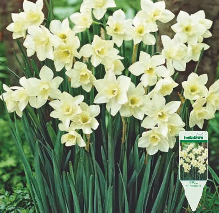 Narcissus jonquilla Pueblo Narcissus jonquilla Pueblo