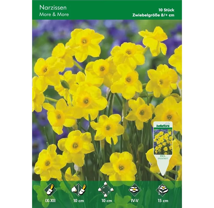 Narcissus 'More & More'