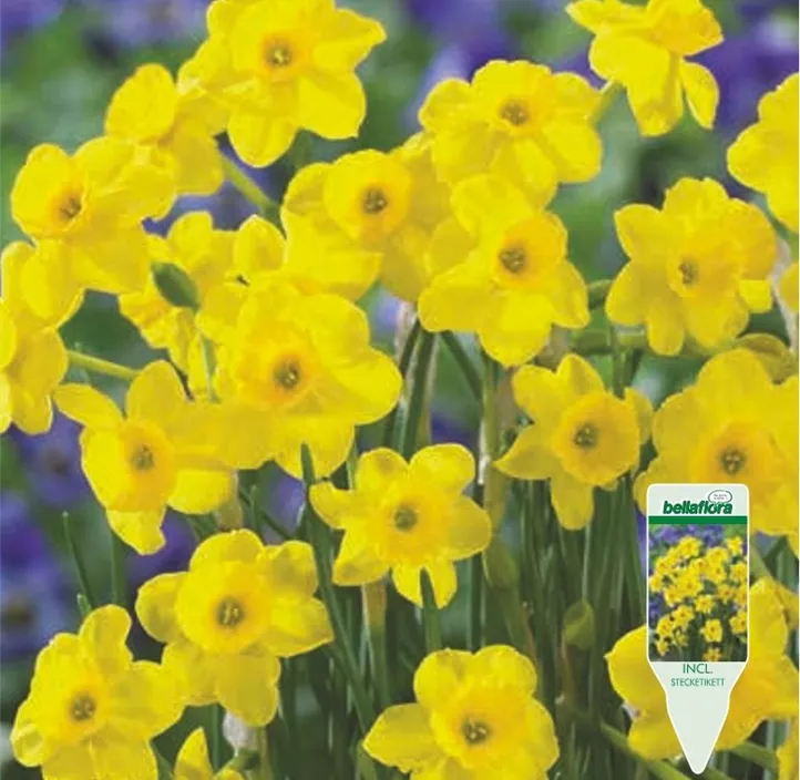 Narcissus 'More & More' Narcissus 'More & More'