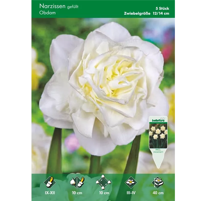 Narcissus Obdam gefüllt