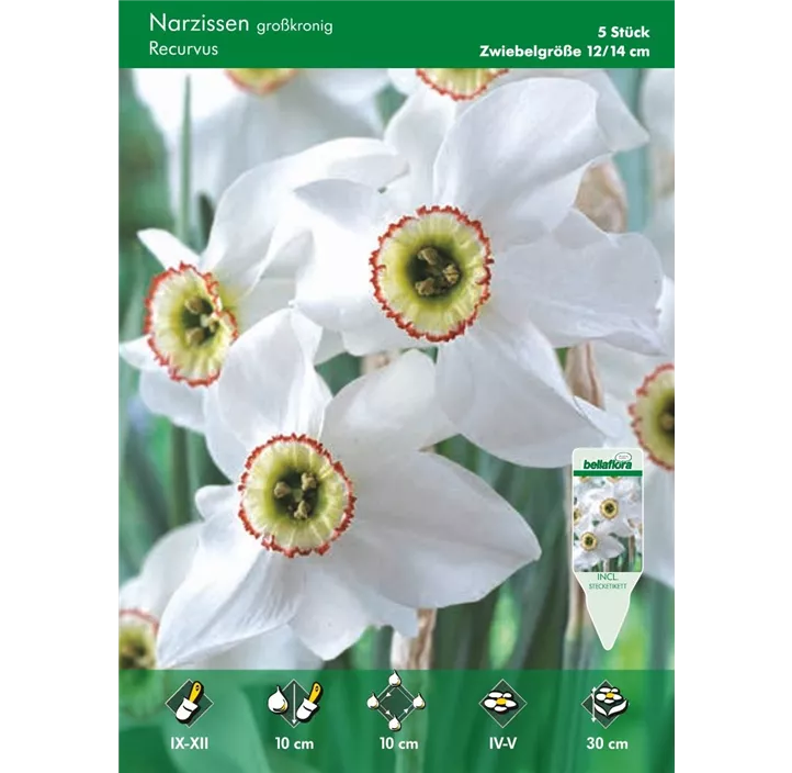 Narcissus poeticus Recurvus