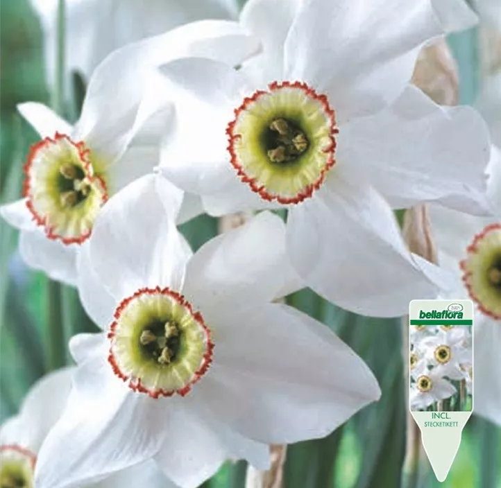 Narcissus poeticus Recurvus