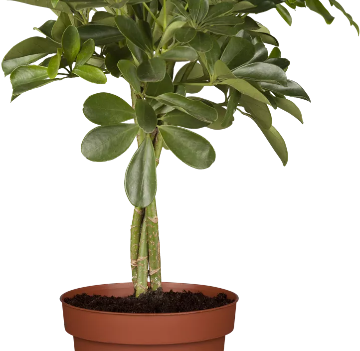 Strahlenaralie Strahlenaralie