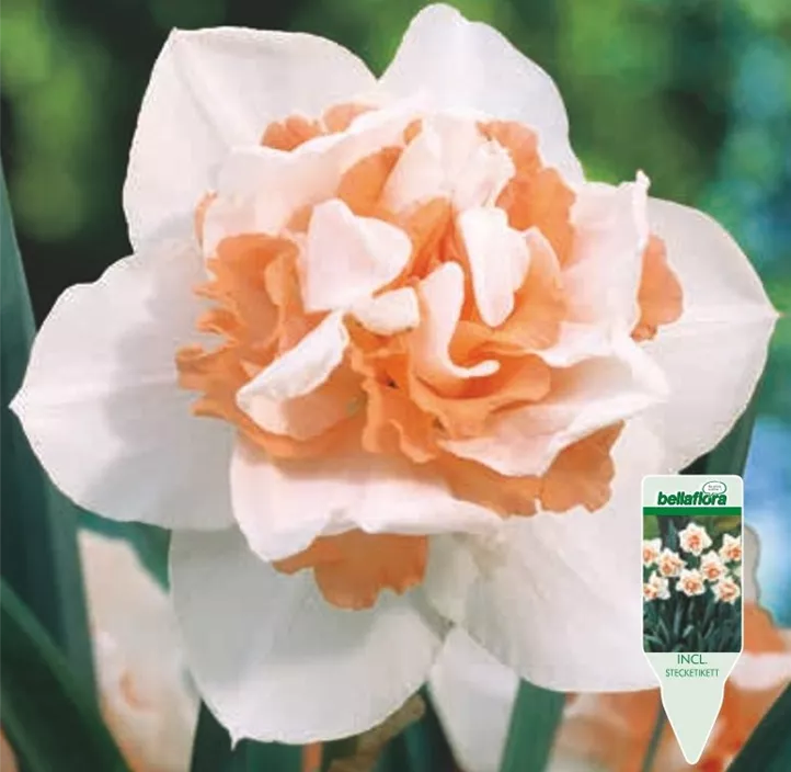 Narcissus Replete gefüllt