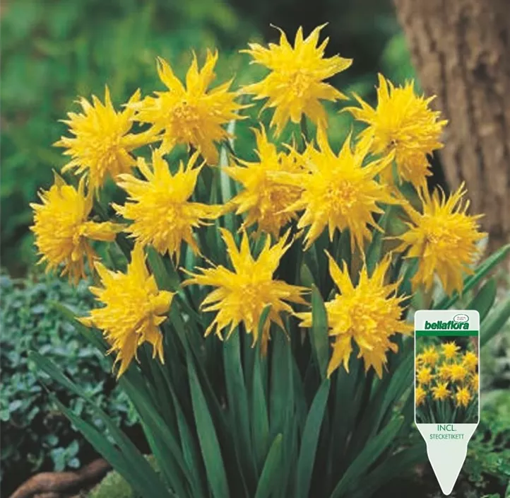 Narcissus Rip van Winkle Narcissus Rip van Winkle