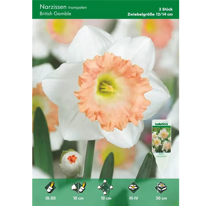 Narcissus Trumpet British Gamble