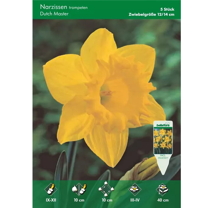 Narcissus Trumpet Dutch Master