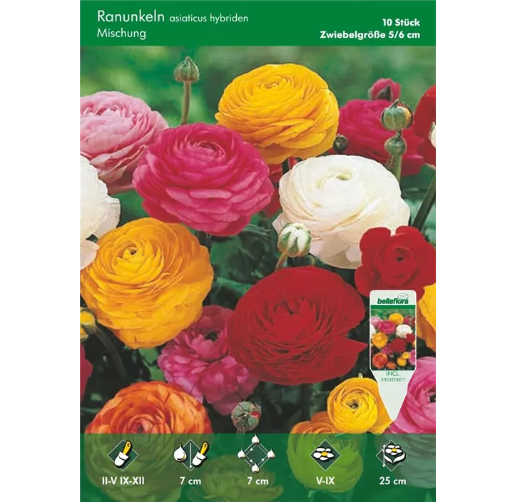 Ranunkeln päonienblütig Mix