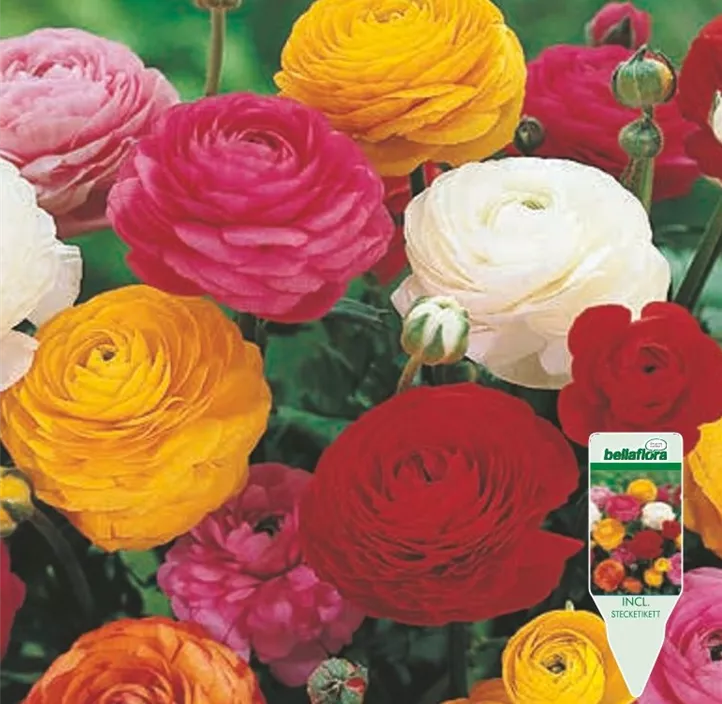 Ranunkeln päonienblütig Mix Ranunkeln päonienblütig Mix