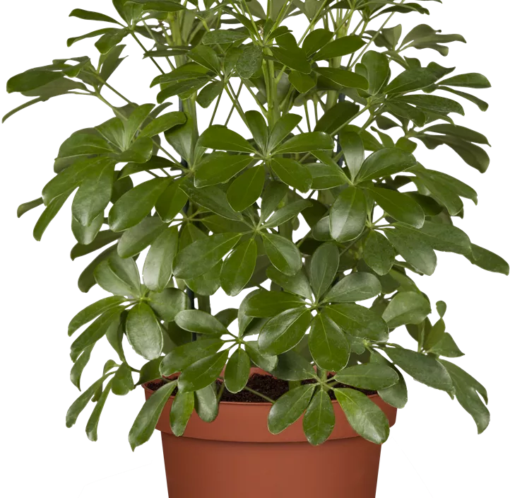 Strahlenaralie Strahlenaralie