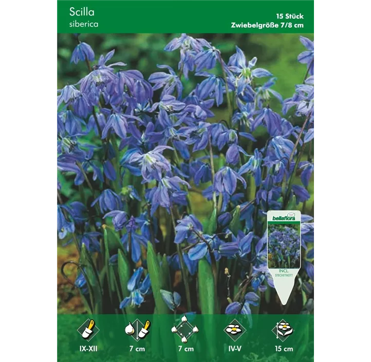 Scilla siberica