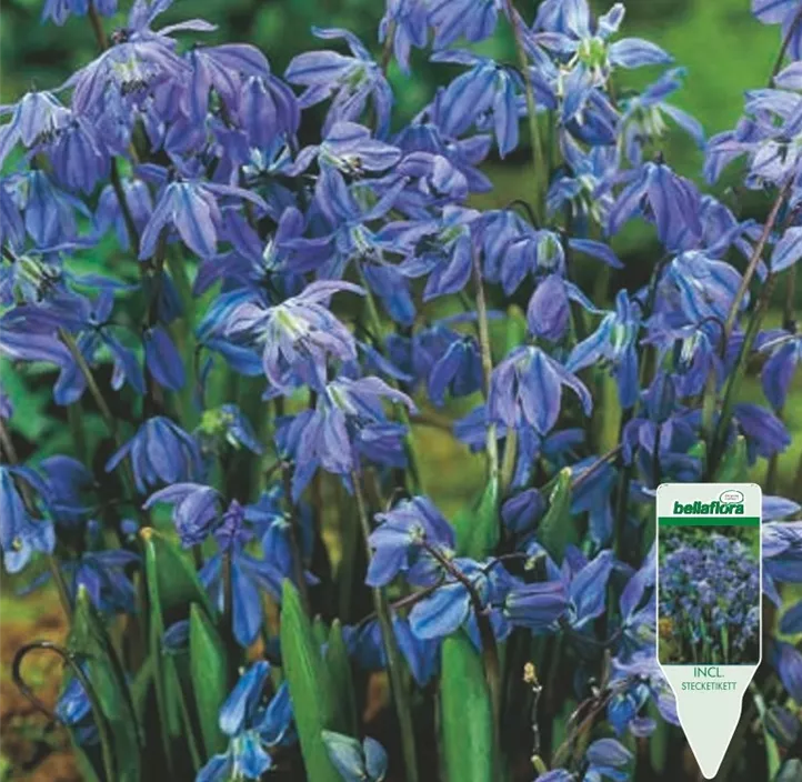 Scilla siberica