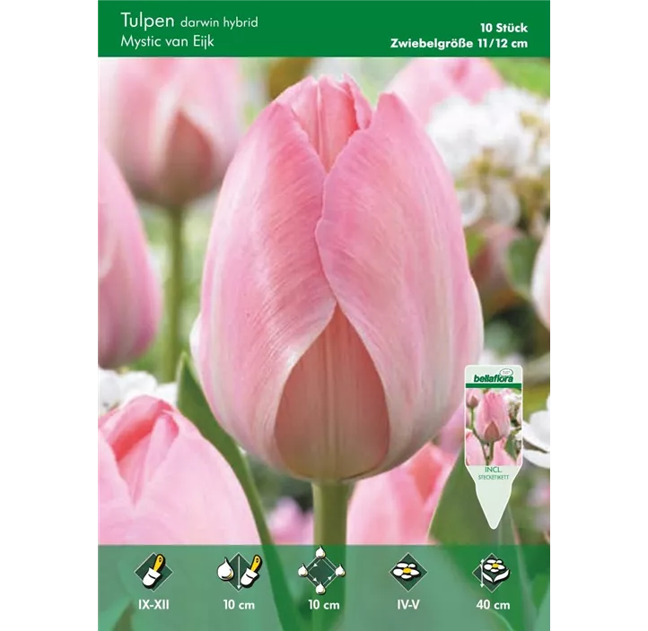Tulipa Darwin Mystic van Eijk