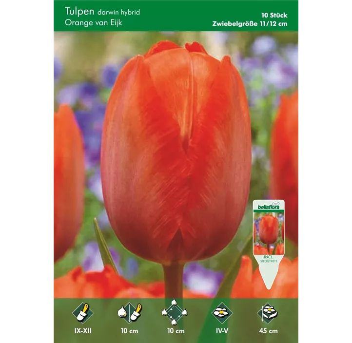 Tulipa Darwin Orange van Eijk