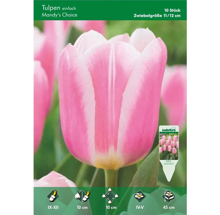 Tulipa einfach früh 'Mandy's Choice'