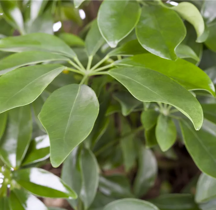 Strahlenaralie Strahlenaralie