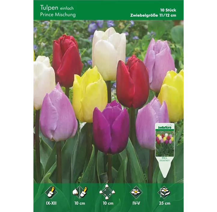 Tulipa einfach früh Prince