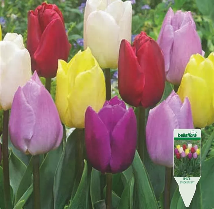 Tulipa einfach früh Prince