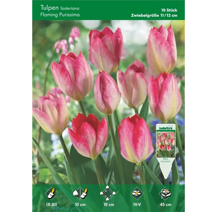 Tulipa Fosteriana Flaming Purissima