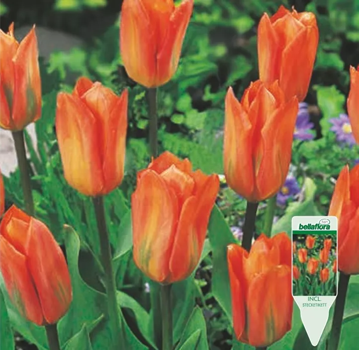 Tulipa Fosteriana Orange Emperor Tulipa Fosteriana Orange Emperor