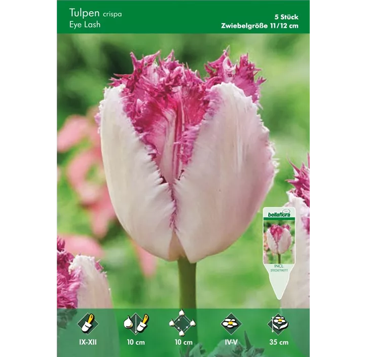 Tulipa fringed Eye Lash