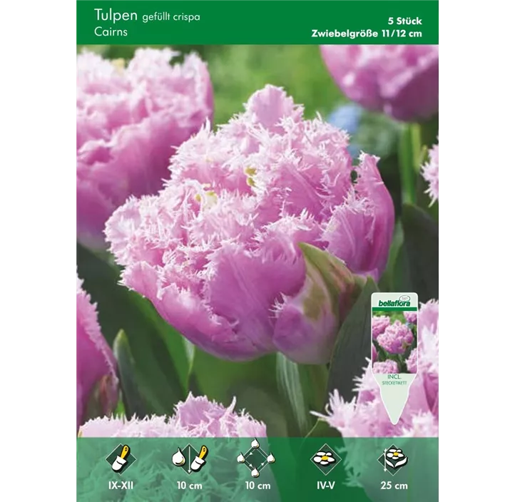 Tulipa fringed gefüllt 'Cairns'