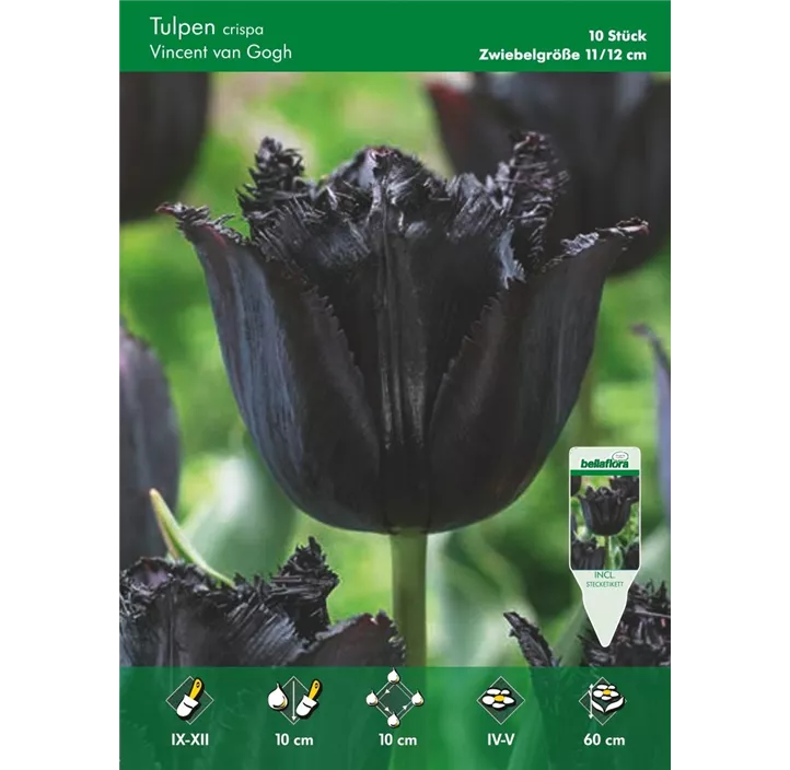 Tulipa fringend Vincent van Gogh