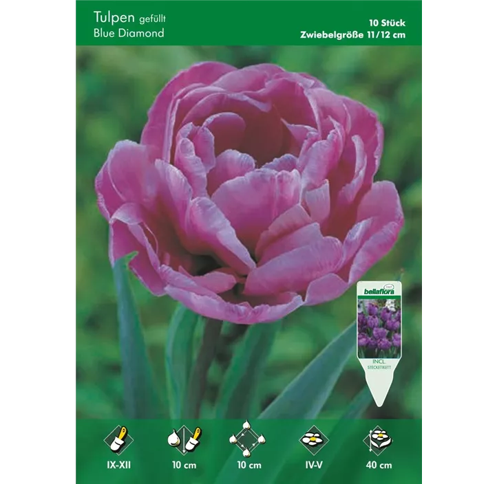 Tulipa gefüllt Blue Diamond