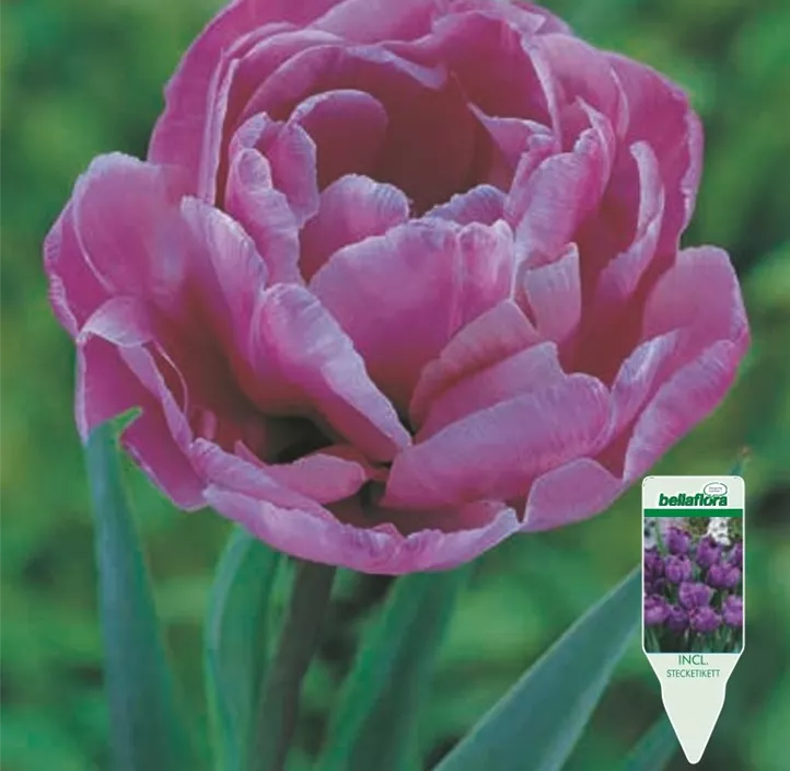 Tulipa gefüllt Blue Diamond Tulipa gefüllt Blue Diamond