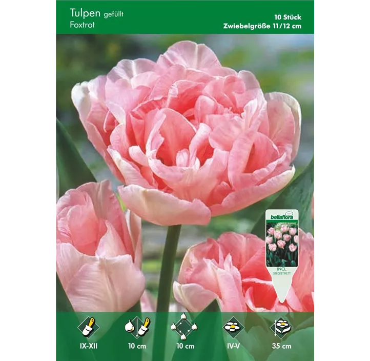 Tulipa gefüllt früh 'Foxtrot'