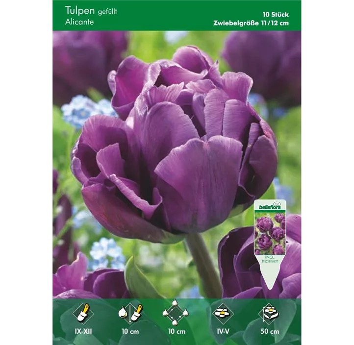 Tulipa gefüllt spät Alicante