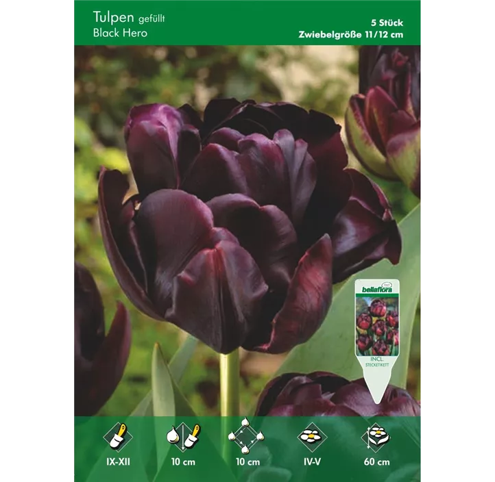 Tulipa gefüllt spät 'Black Hero'