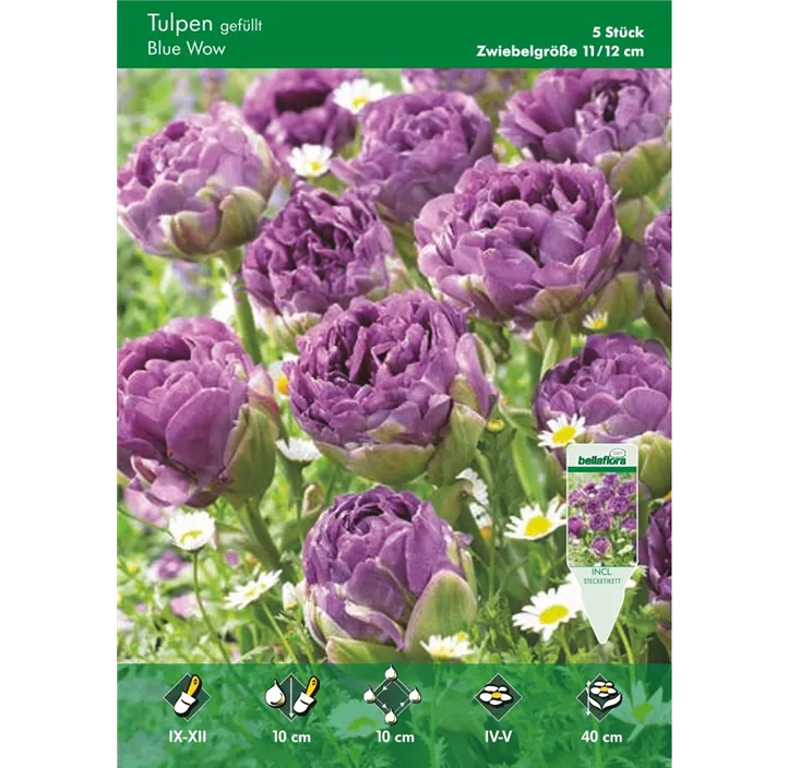 Tulipa gefüllt spät Blue Wow