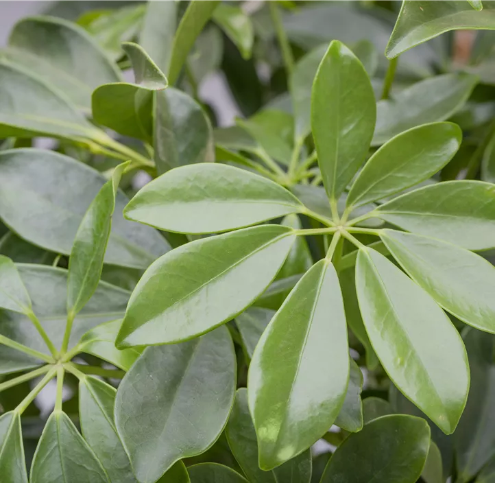 Strahlenaralie Strahlenaralie