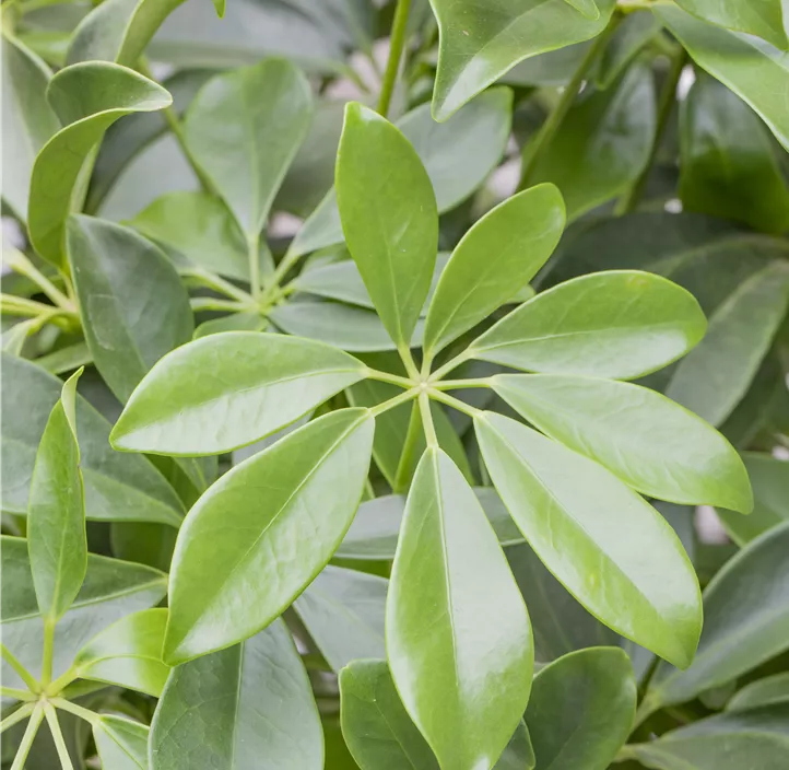 Kleine Strahlenaralie 'Luseana'