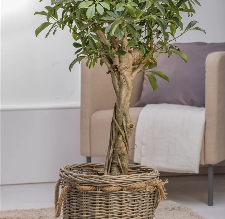 Strahlenaralie Strahlenaralie