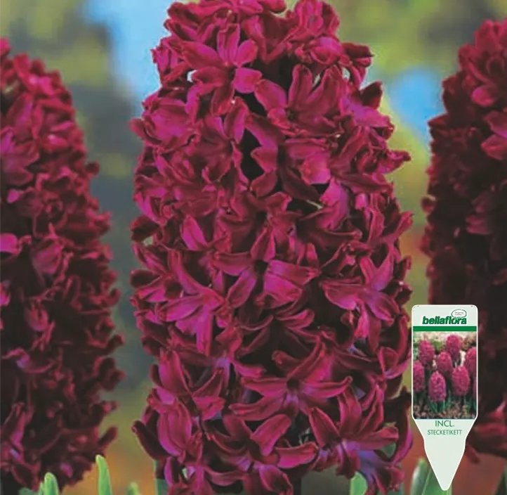 Hyacinthus Woodstock Hyacinthus Woodstock
