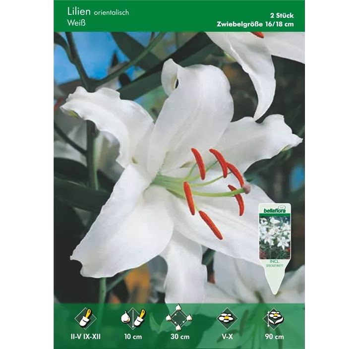 Lilium orientalis Oriental