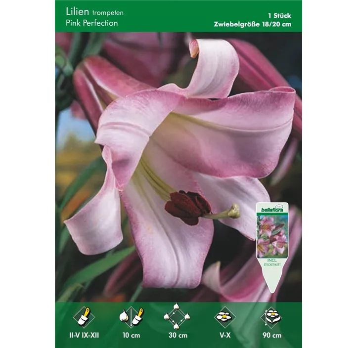 Lilium Trompeten Pink Perfection
