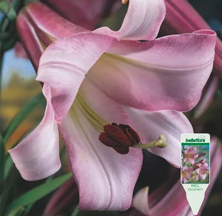 Lilium Trompeten Pink Perfection