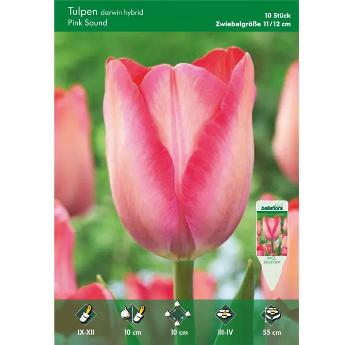 Tulipa Darwin Pink Sound