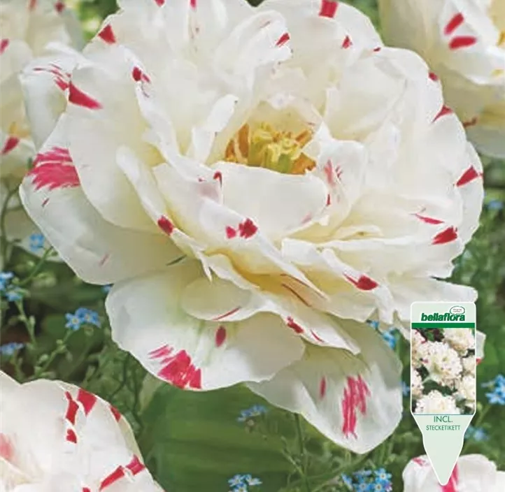 Tulipa gefüllt spät Danceline