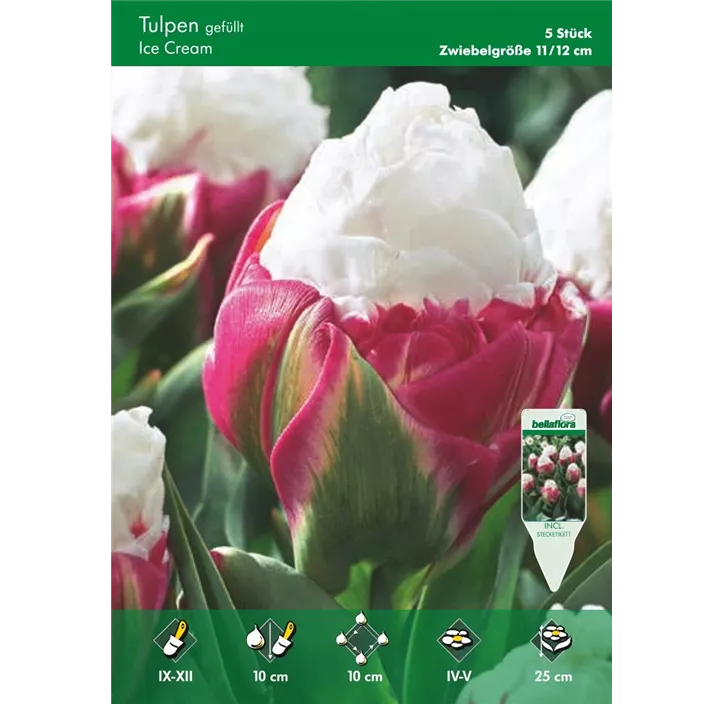 Tulipa gefüllt spät Ice Cream