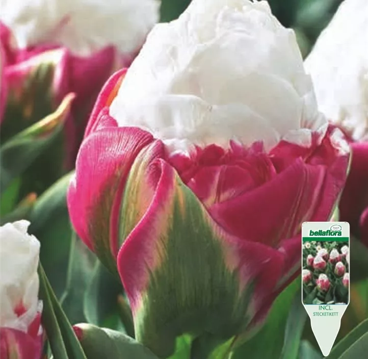 Tulipa gefüllt spät Ice Cream