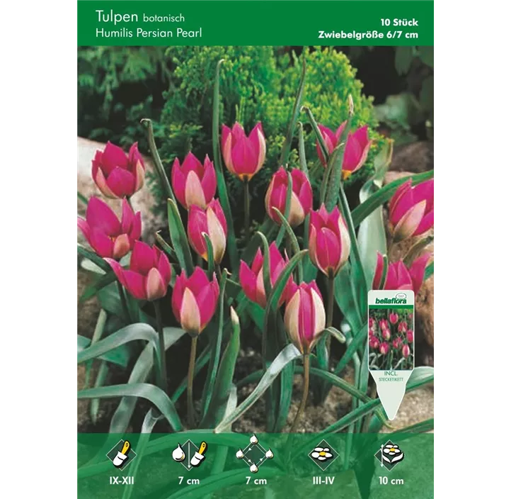 Tulipa humilis Persian Pearl