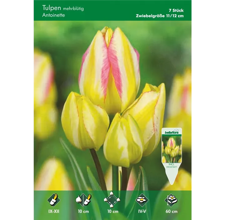 Tulipa mehrblütig Antoinette
