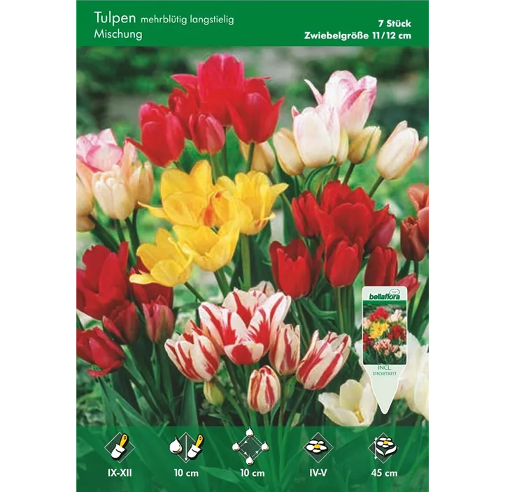 Tulipa mehrblütig langstielig Mischung