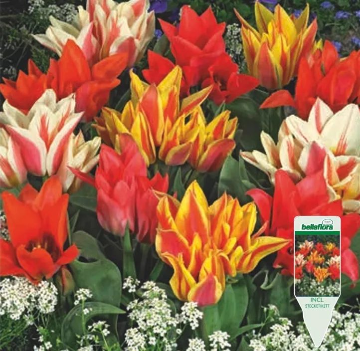 Tulipa mehrblütig Mischung