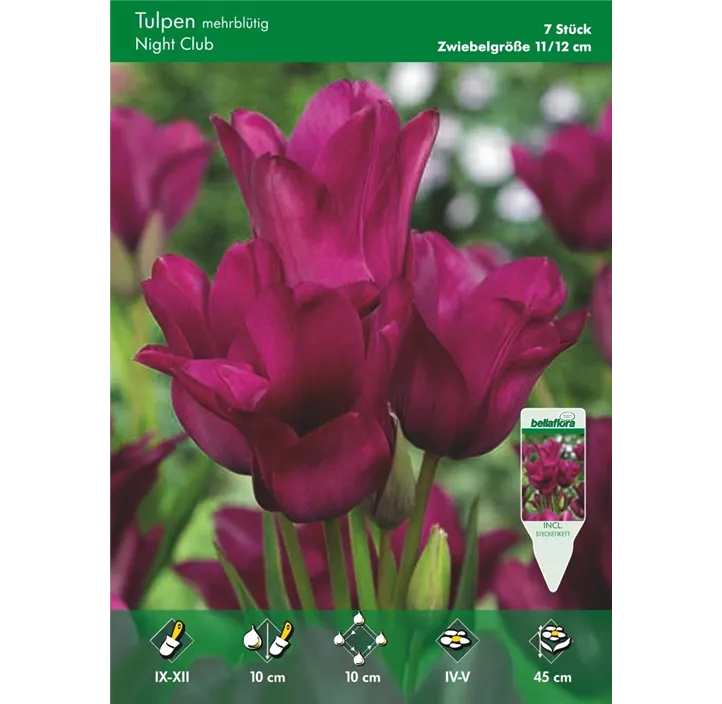 Tulipa mehrblütig Night Club